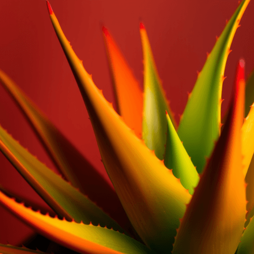 How to Make Aloe Vera Gel at Home
